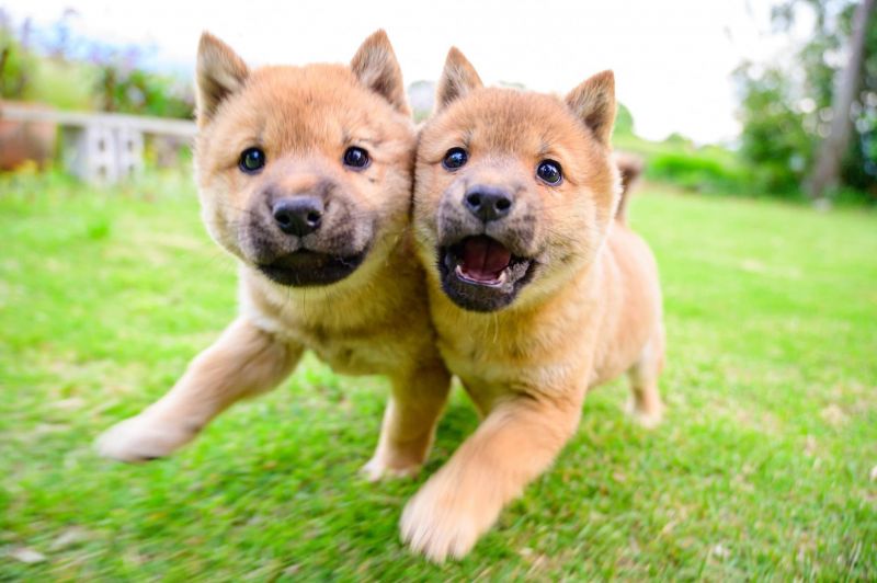 sanin shiba gây sốt trên twitter sanin shiba gây sốt trên twitter